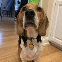 Woof! Pet ID Tag