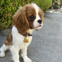 Woof! Pet ID Tag