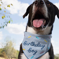 Birthday Boy Pet Bandana