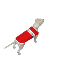 Brentford FC 25/26 Home Inspired Pet Graphic Tee Shirt (Sizes XS-Small)