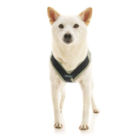 Escape Free Easy Fit X