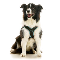 Escape Free Easy Fit X