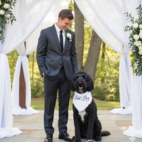 Best Dog Pet Bandana