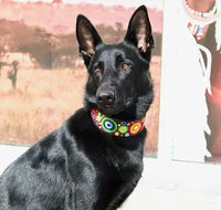 TKC Arani Dots Beaded Dog Collar