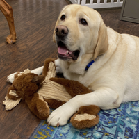 Maple Moose X-Brace™ Durable Plush Dog Toy