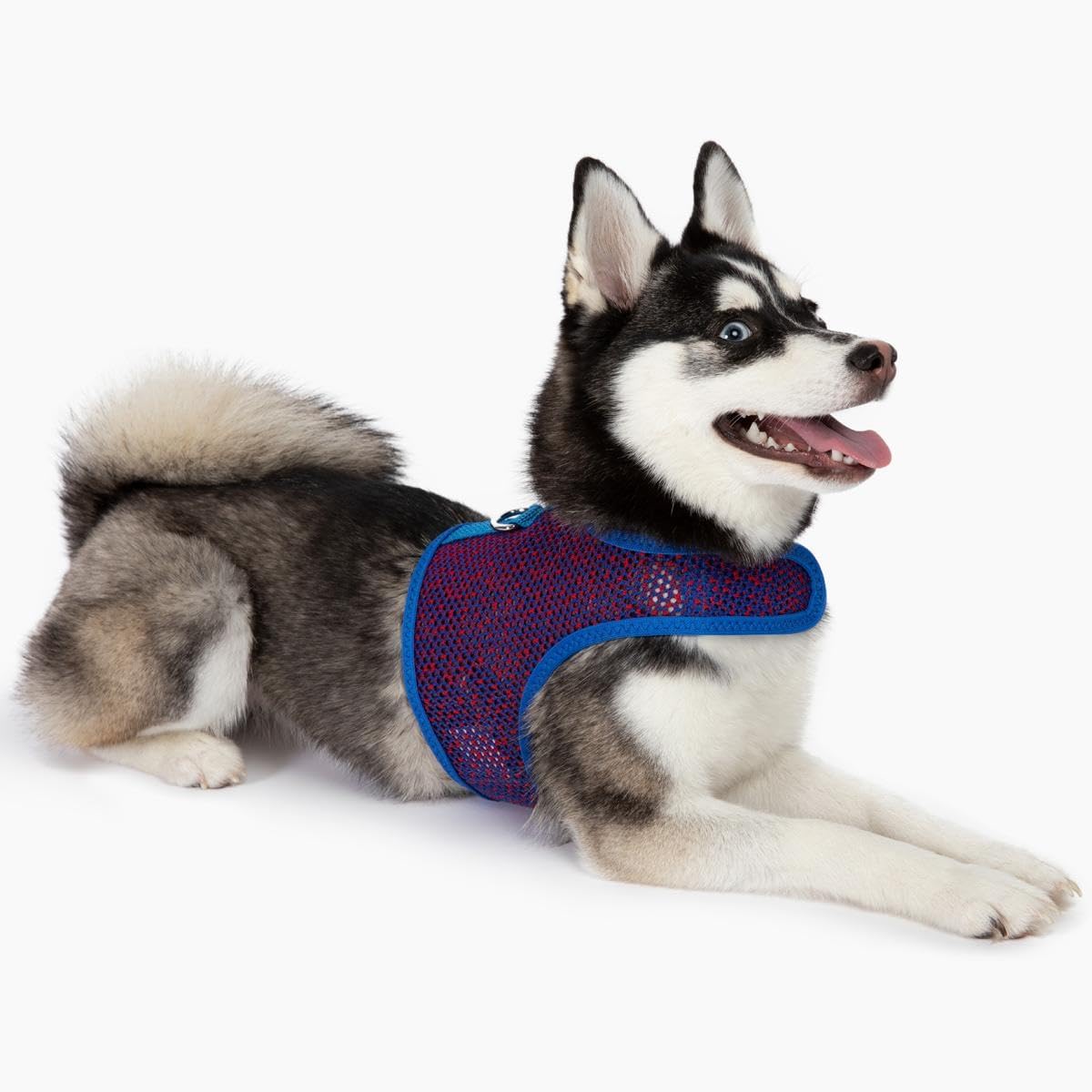 Active Mesh Pet Harness with Leash - Blue and Red