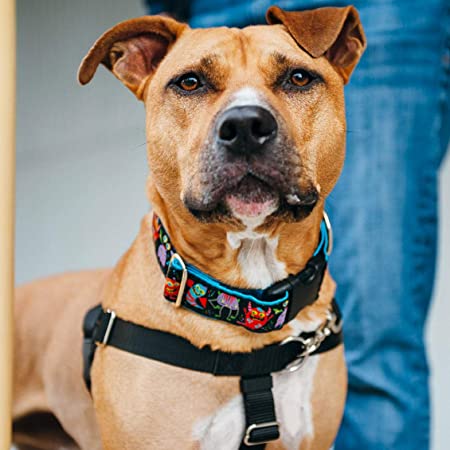 1″ Monstro-City Essential Buckle Martingale Dog Collar