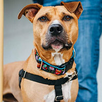 1″ Monstro-City Essential Buckle Martingale Dog Collar