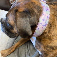 Hydrangea Velvet Essential Dog Collar