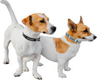 Las Vegas Raiders Reversible Dog Collar