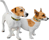 Green Bay Packers Reversible Dog Collar