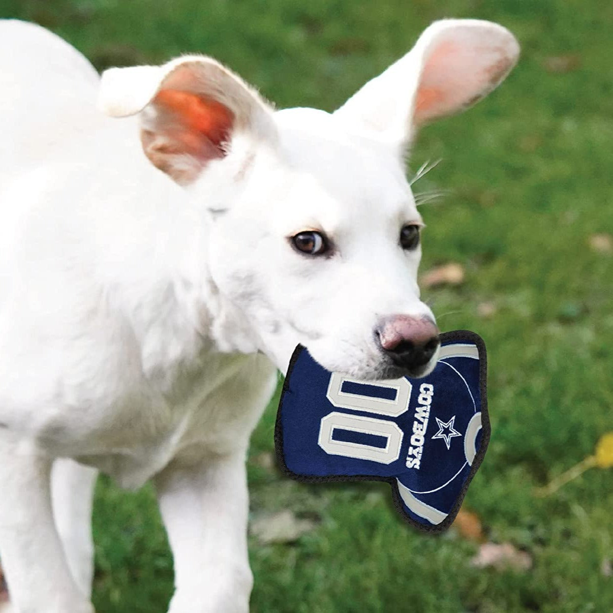 Dallas cowboys gear outlet for dogs