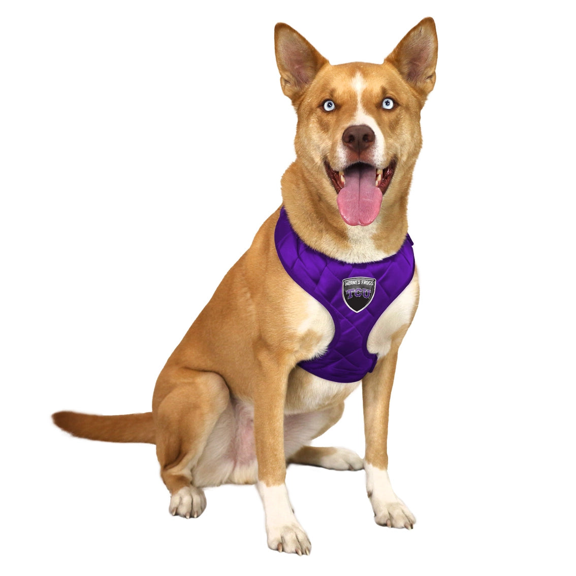 TCU Horned Frogs Velvet Harness