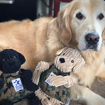 Golden retriever holding two plush toys, one black and one beige, with a visible tag.