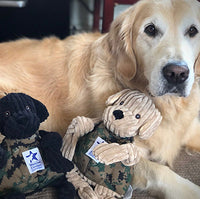 Golden retriever holding two plush toys, one black and one beige, with a visible tag.