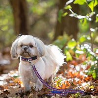 CO Avalanche Dog Satin Collar or Leash