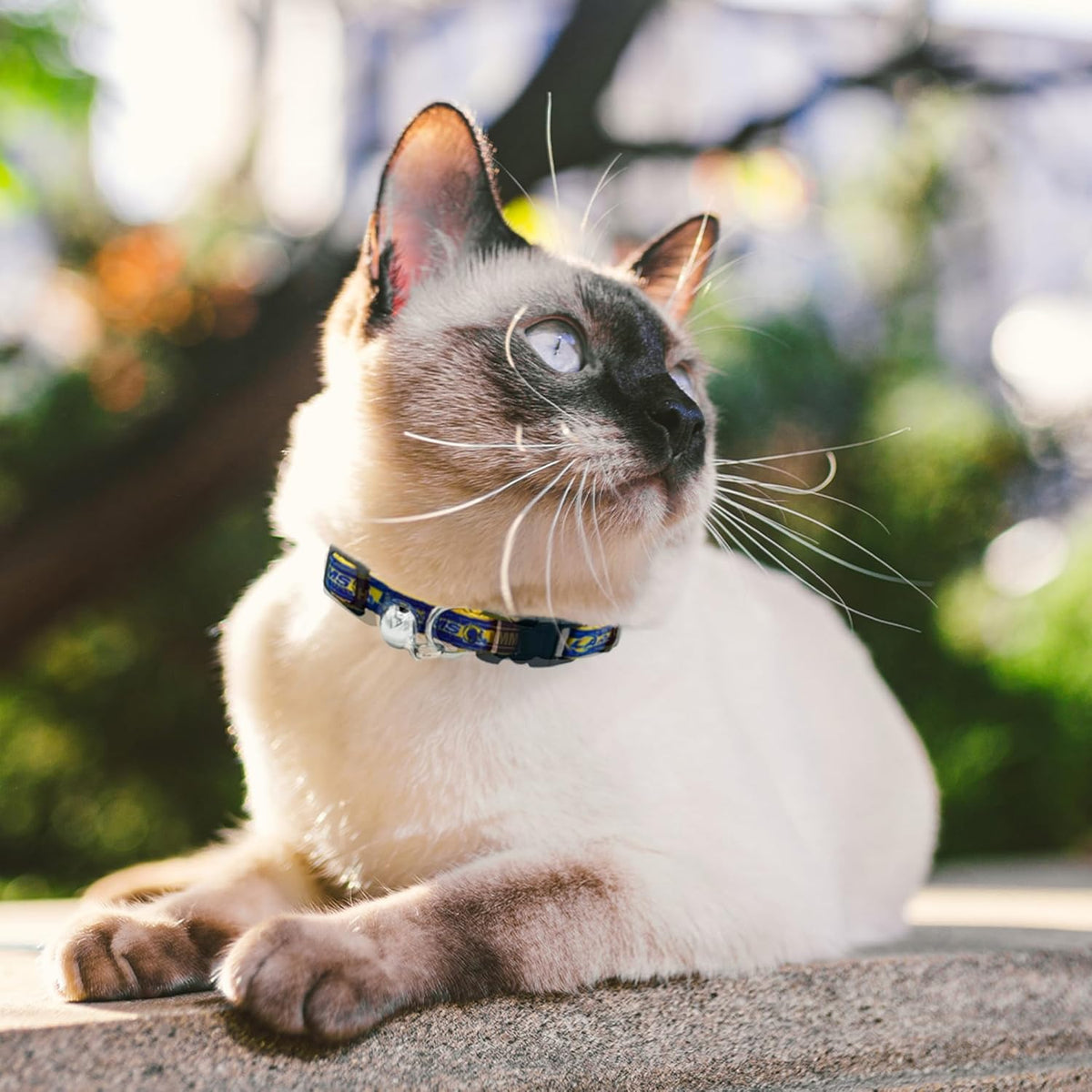 Los Angeles Rams Cat Satin Collar