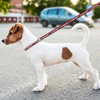 Miami Heat Dog Satin Collar or Leash