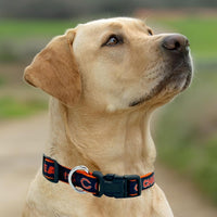 Chicago Bears Dog Satin Collar or Leash