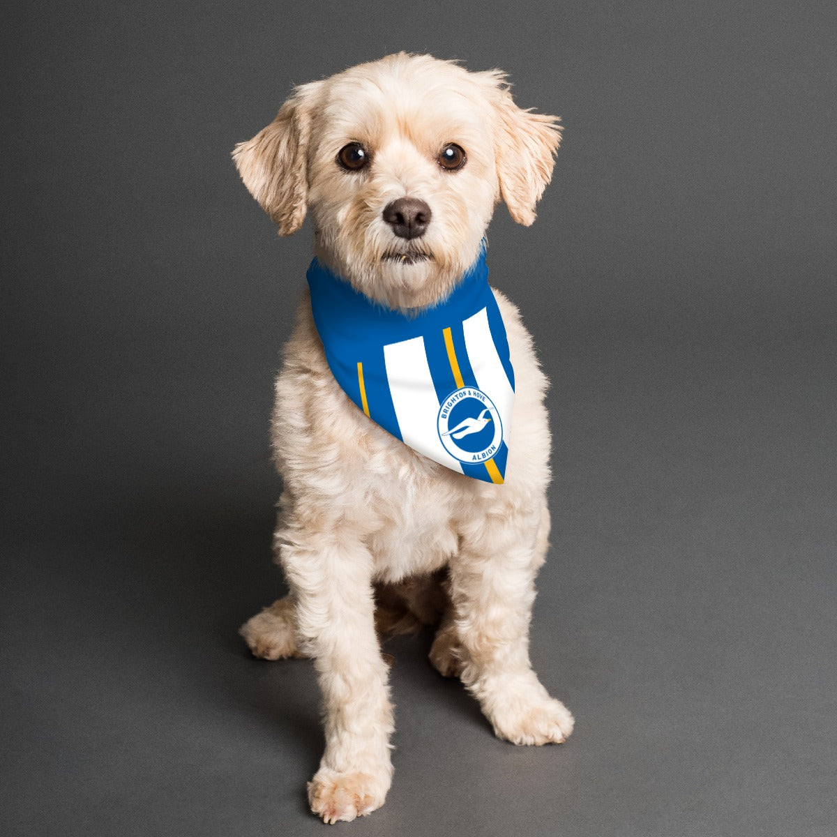 Brighton & Hove Albion FC 23 Reversible Bandana - Small