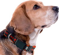 Cleveland Browns Dog Satin Collar or Leash
