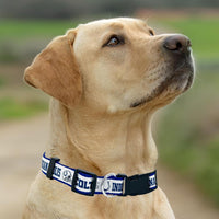 Indianapolis Colts Dog Satin Collar or Leash