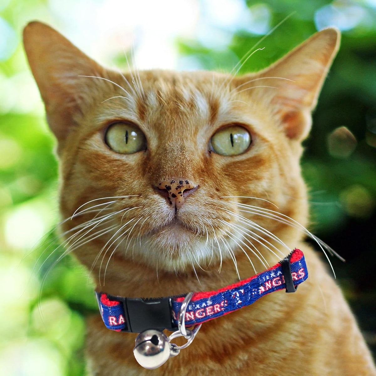 Texas Rangers Cat Collar