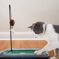 IN Hoosiers Football Cat Scratcher Toy