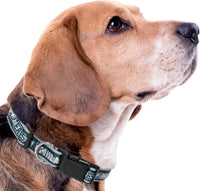 Philadelphia Eagles Dog Satin Collar or Leash