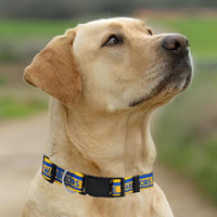 Golden State Warriors Dog Satin Collar or Leash