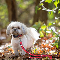 Los Angeles Angels Dog Satin Collar or Leash