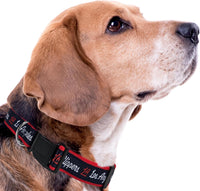 Los Angeles Clippers Dog Satin Collar or Leash