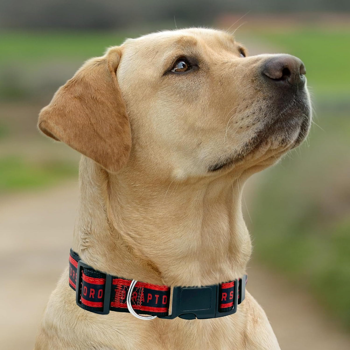 Toronto Raptors Dog Satin Collar or Leash
