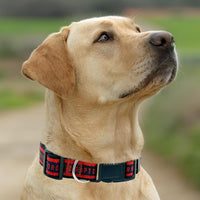 Toronto Raptors Dog Satin Collar or Leash