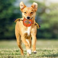 Los Angeles Lakers Ball Rope Toys