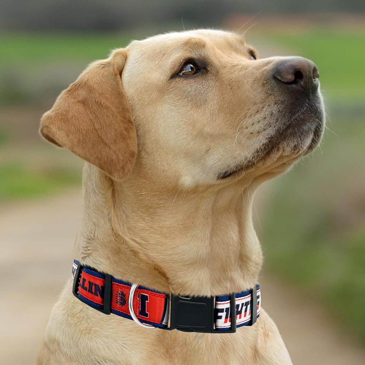 IL Fighting Illini Dog Satin Collar or Leash