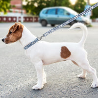 Indianapolis Colts Dog Satin Collar or Leash
