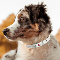 Atlanta Braves Pro Dog Collar