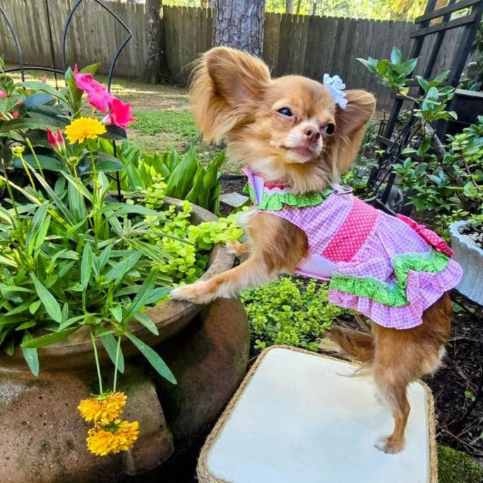 Watermelon Harness Dress with Leash