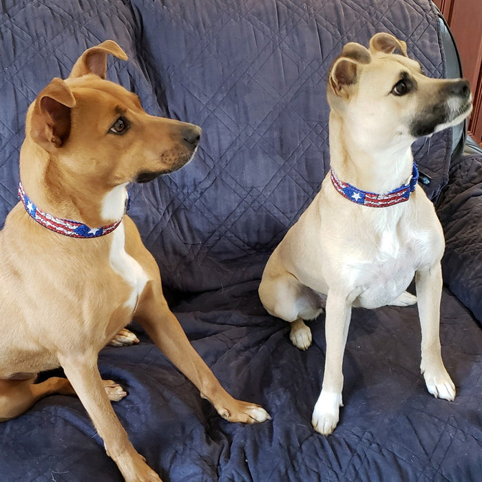 1″ Puerto Rico Essential Martingale Dog Collar