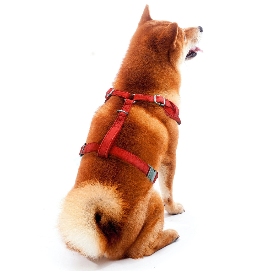 OH State Buckeyes Velvet Harness