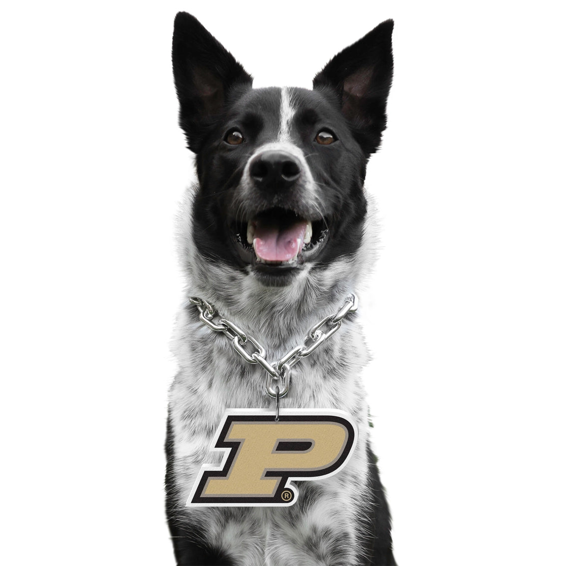 Purdue Boilermakers Pet Fan Chain