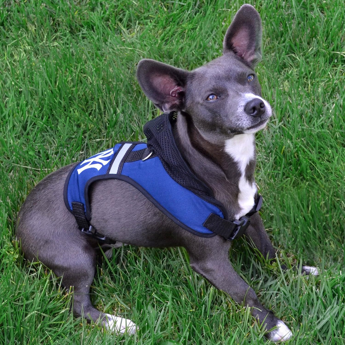 AR Razorbacks Hooded Harness