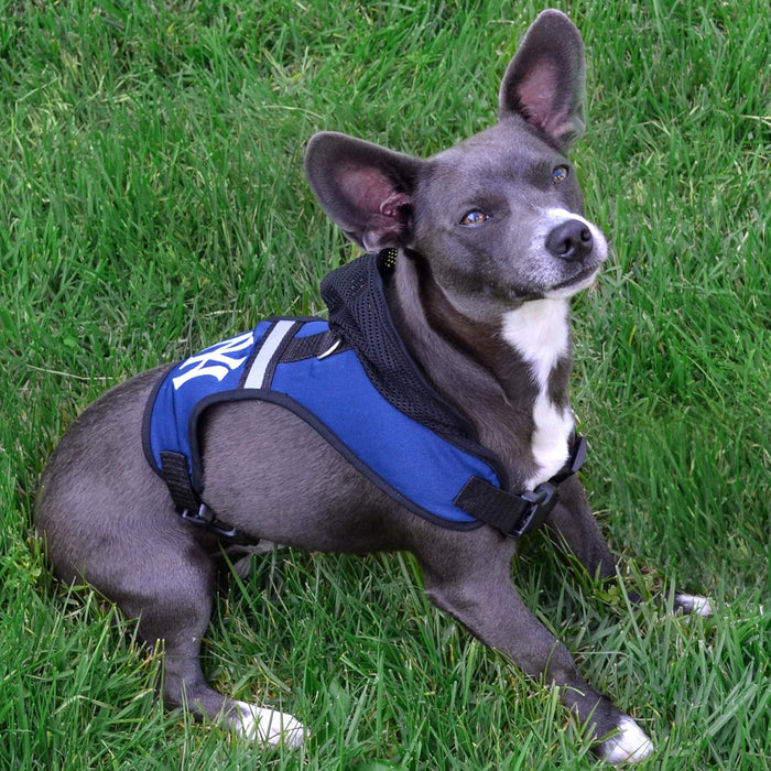 AR Razorbacks Hooded Harness