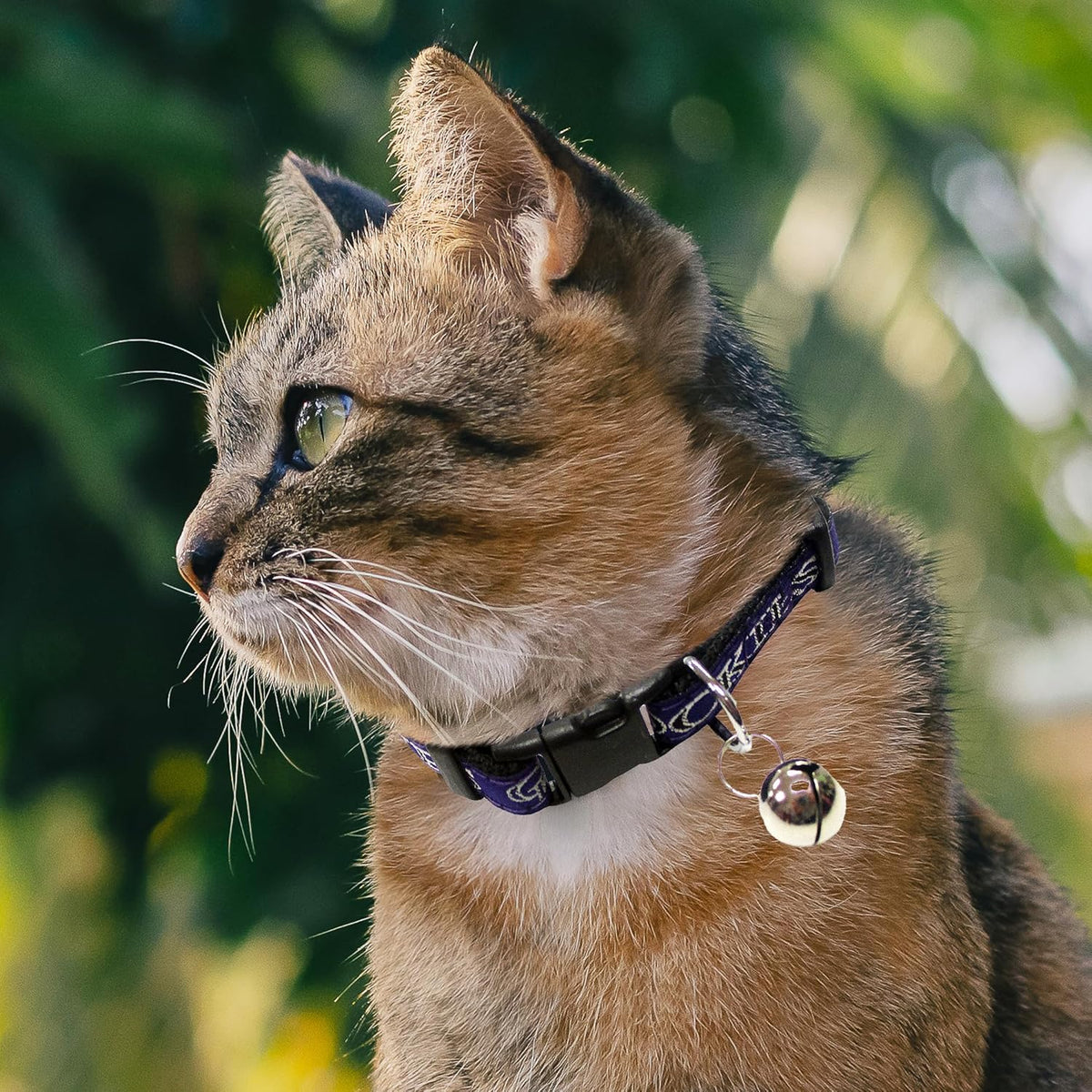 CO Rockies Cat Collar