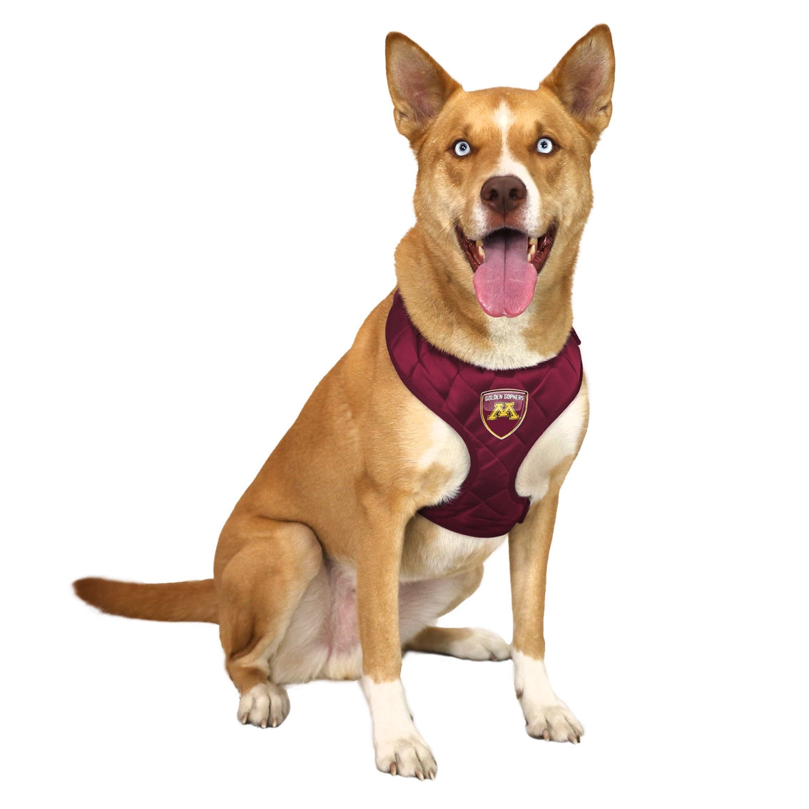 MN Golden Gophers Velvet Harness