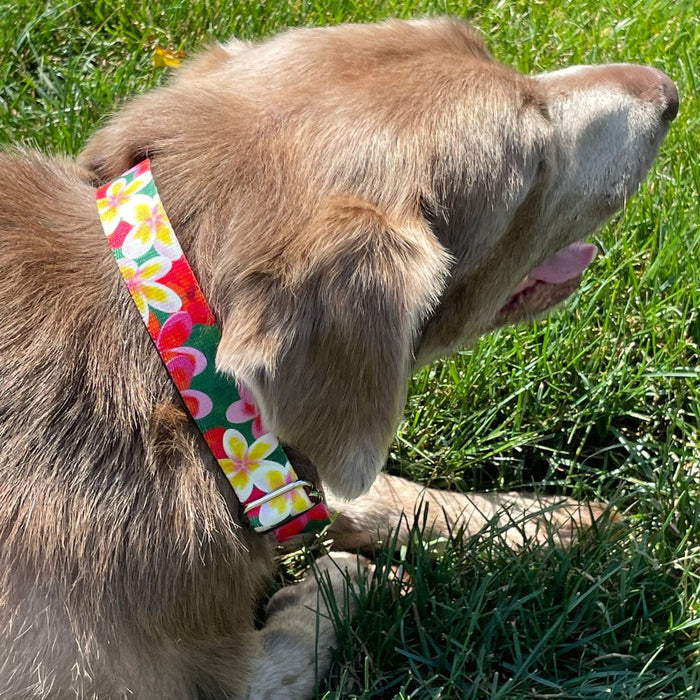 Archie Loves Mud Dog Leash – EarthStyle