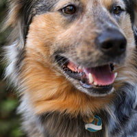 Pawsitivity Pet ID Tag