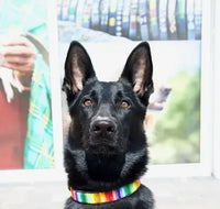 TKC Rainbow Beaded Dog Collar