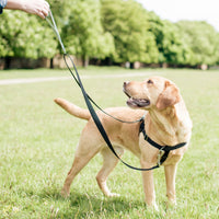 1980’s Freedom No-Pull Dog Harness – EarthStyle